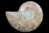Polished Ammonite Fossil (Half) - Agatized #64992-1